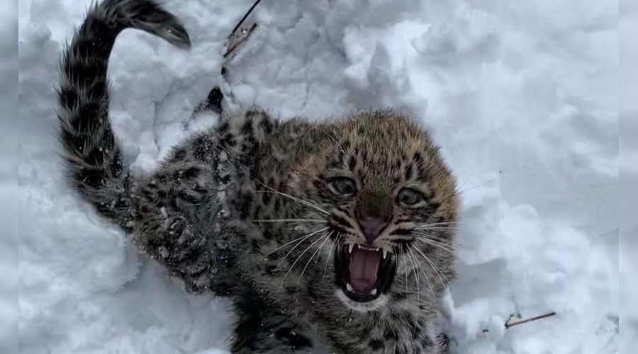  © Фото пресс-службы Сочинского нацпарка