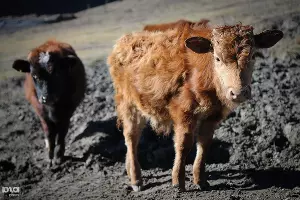  &copy;&nbsp;Фото Елены Синеок, Юга.ру