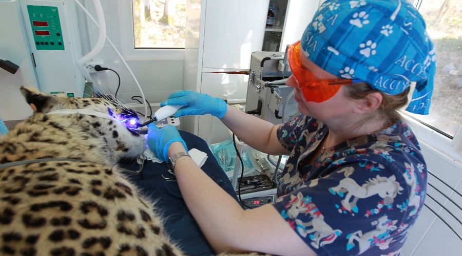 Леопард Олимпия © Фото пресс-службы Сочинского нацпарка