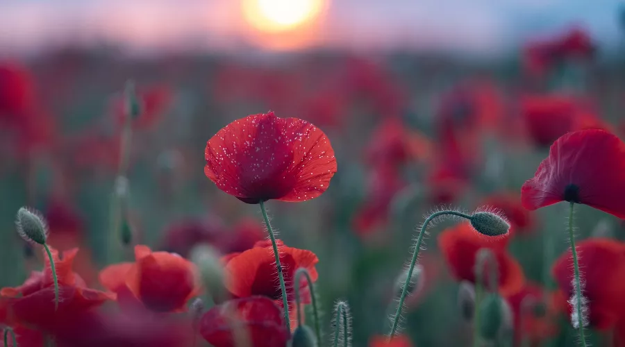  &copy;&nbsp;Фото Tateshi Yokotaishi https://vk.com/sakanoid