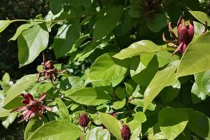 Винное дерево © Фото пресс-службы Сочинского нацпарка