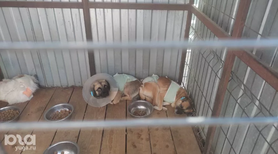  &copy;&nbsp;Фото Иолины Грибковой, Юга.ру