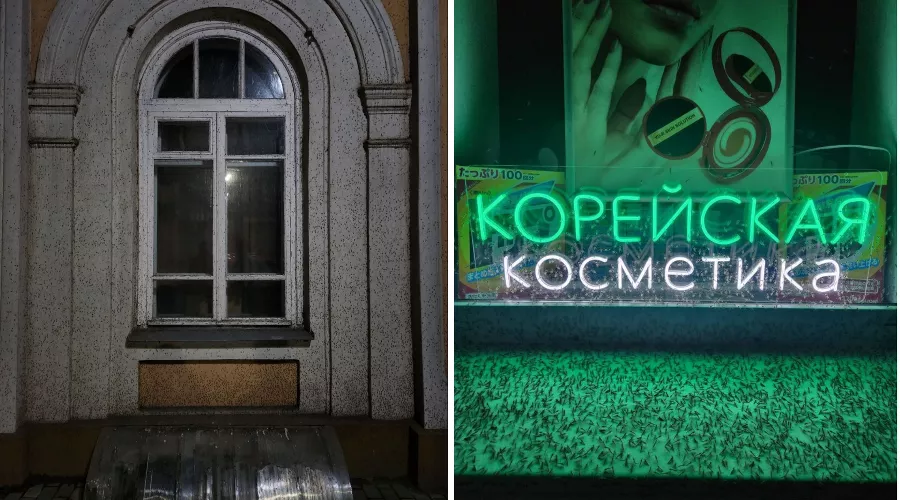  &copy;&nbsp;Коллаж из скриншотов фото из телеграм-канала &laquo;Тютина&raquo;