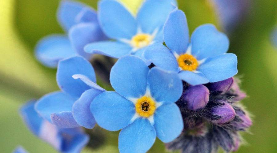r blue plant macro bloom nature 734478j gd1tbv8