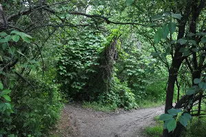На развилке за забором нужно повернуть налево &copy;&nbsp;Фото Марины Солошко, Юга.ру