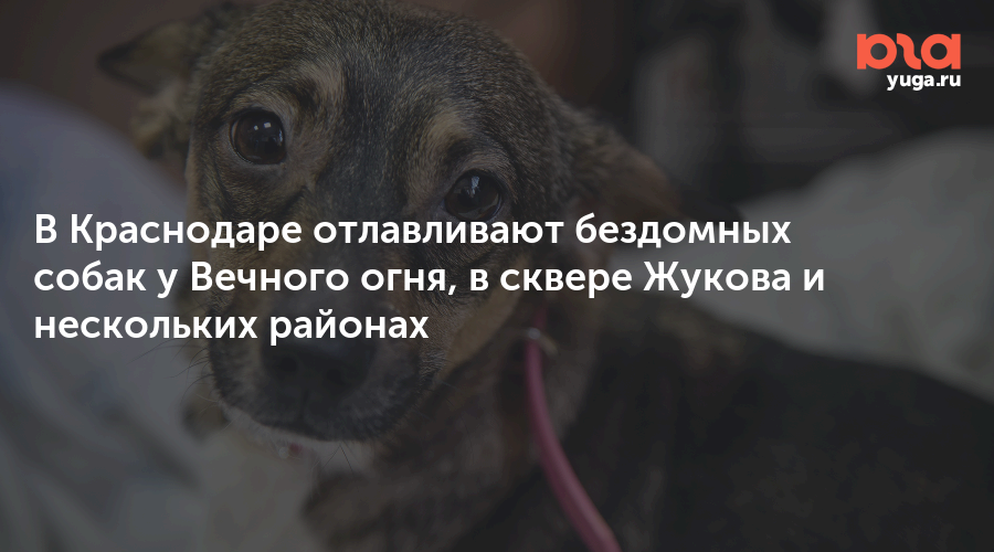 В Краснодаре отлавливают бездомных собак у Вечного огня, в сквере Жукова и нескольких районах