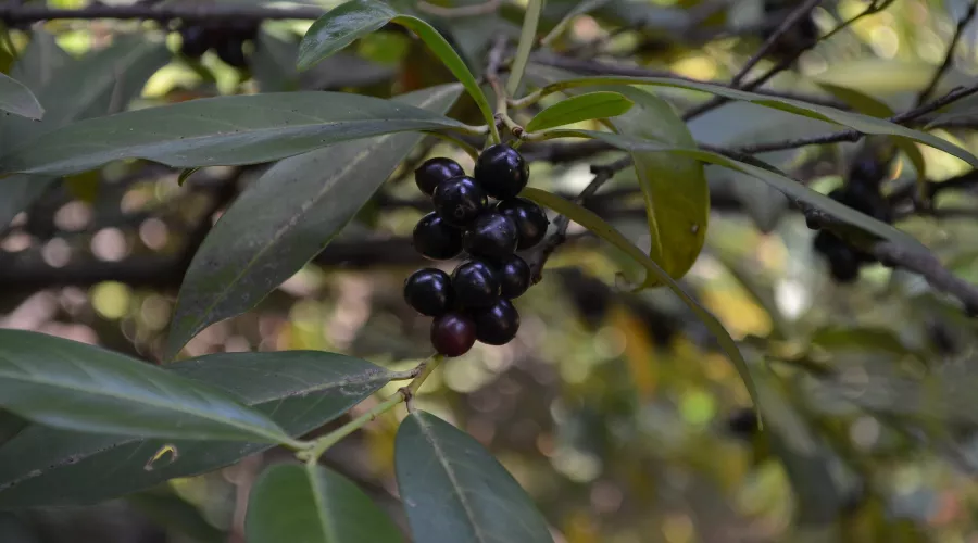  &copy;&nbsp;Фото пресс-службы Сочинского национального парка