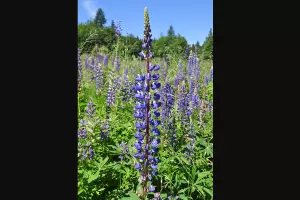 Люпин многолистный &copy;&nbsp;Фото Joe Mabel, wikipedia.org