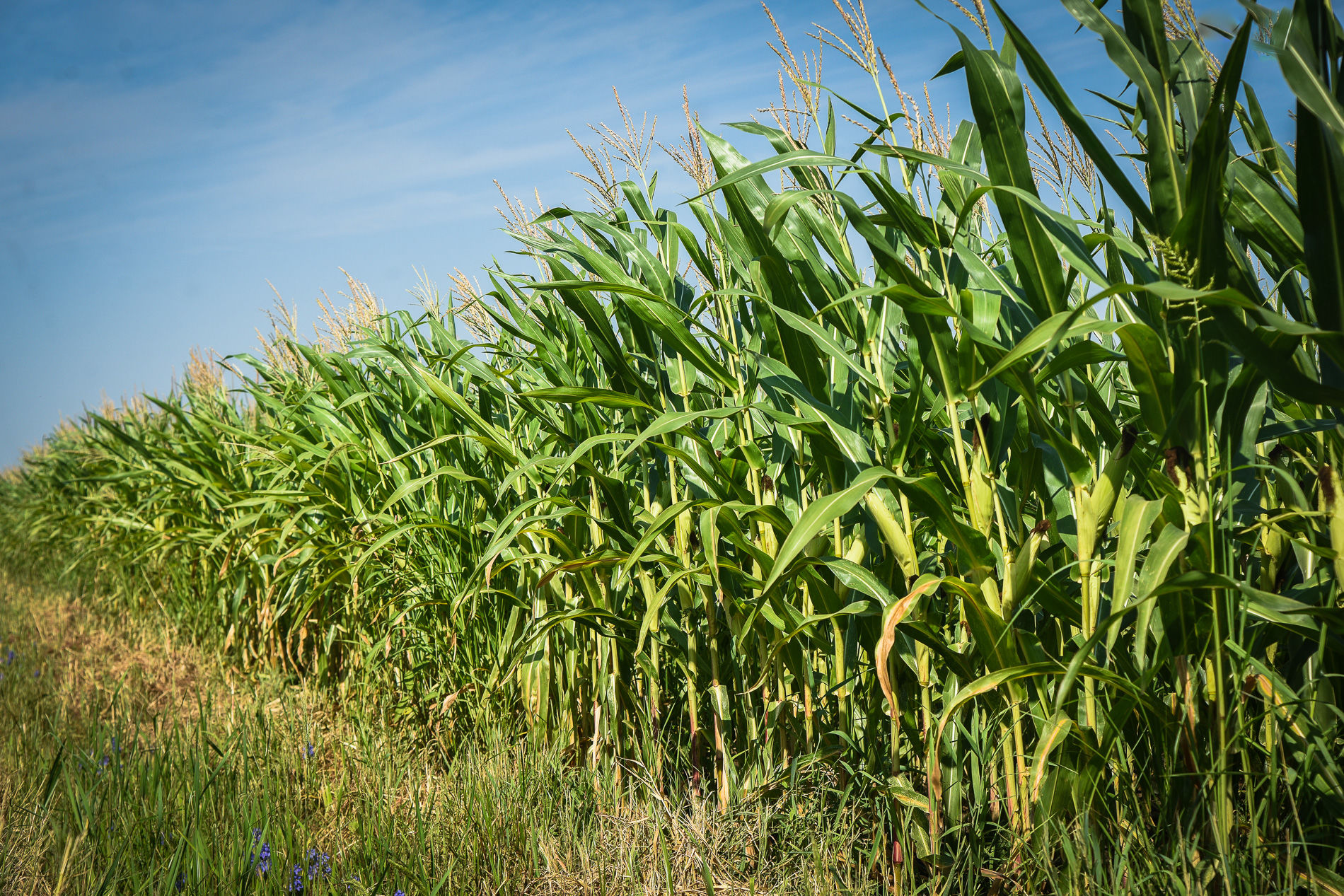 многолетние сельскохозяйственные растения. фацелия пижмолистная радуга. холодостойкие сидераты. подсолнуховое поле ижевск 2023. многолетние сельскохозяйственные растения.