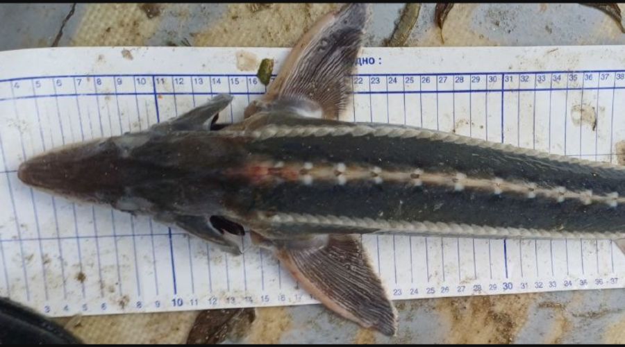  © Скриншот сайта Азово-Черноморского филиала ГНЦ РФ ФГБНУ «ВНИРО» («АзНИИРХ») https://azniirkh.vniro.ru/content/read/azniirkh-news/95293099-23-10-2025