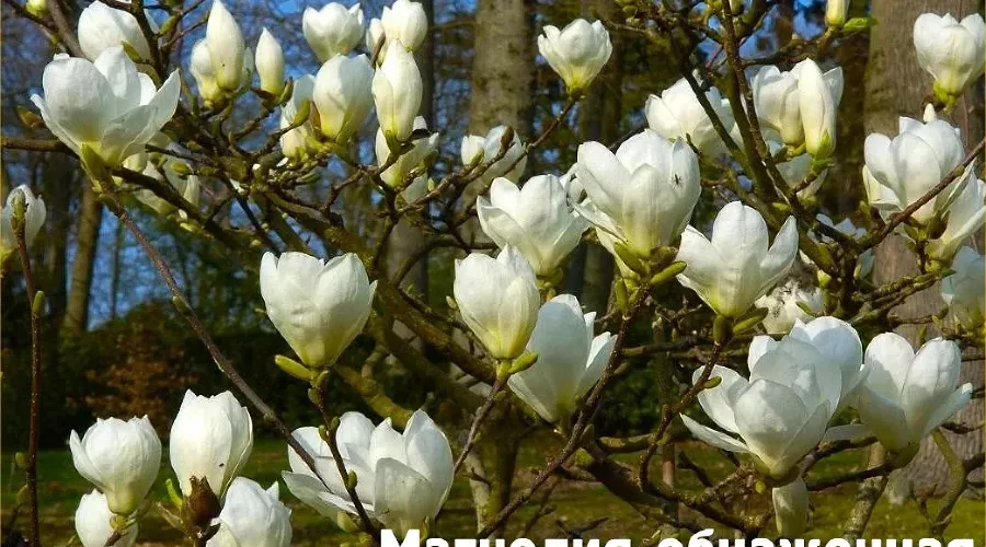  &copy;&nbsp;Фото пресс-службы Сочинского национального парка