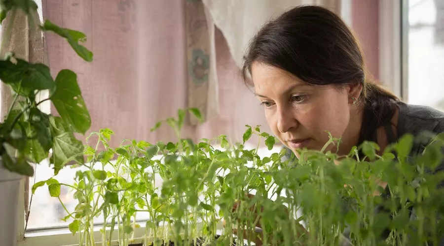 рассада &copy;&nbsp;Изображение сгенерировано нейросетью Gigachat