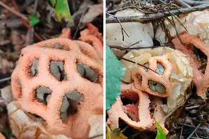 Решеточник красный &copy;&nbsp;Коллаж из скриншотов фото Галины Солтани