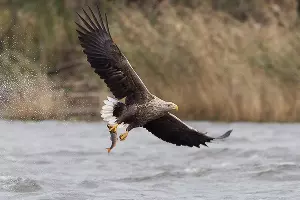  &copy;&nbsp;Фото с сайта animalbox.ru