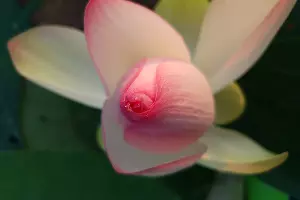 Лотосы в озере Старая Кубань &copy;&nbsp;Фото Марины Солошко, Юга.ру