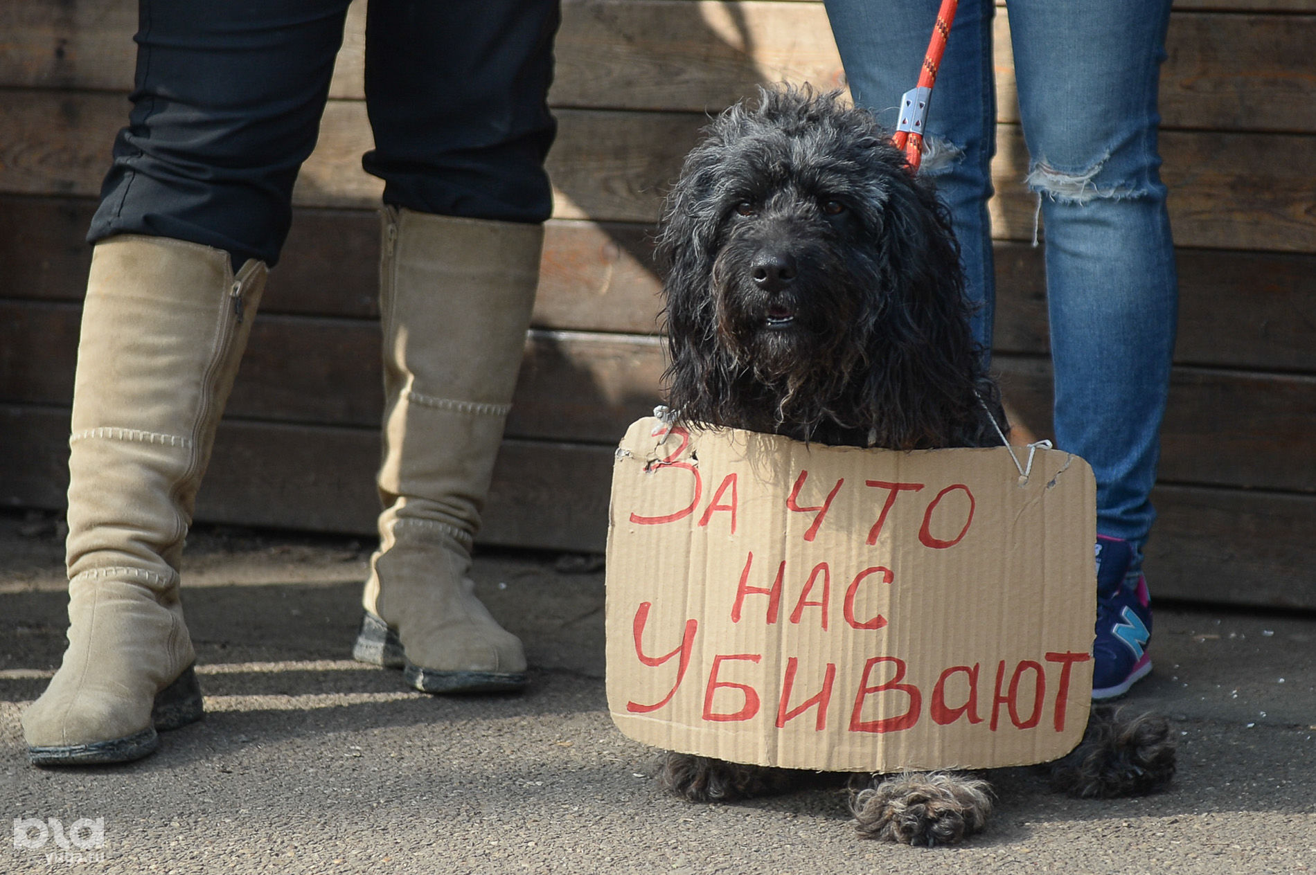 Фото Животных В Краснодаре