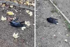  &copy;&nbsp;Коллаж из скриншотов видео из телеграм-канала &laquo;Новости Краснодара — Город&raquo;