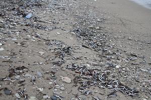  &copy;&nbsp;Скриншот фото из телеграм-канала &laquo;Фотограф, видеооператор Туапсе&raquo;