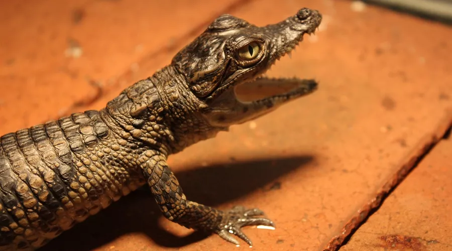  &copy;&nbsp;Фото Юга.ру