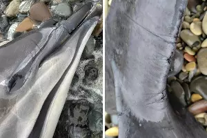  &copy;&nbsp;Скриншоты фото из телеграм-канала центра &laquo;Дельфа&raquo;