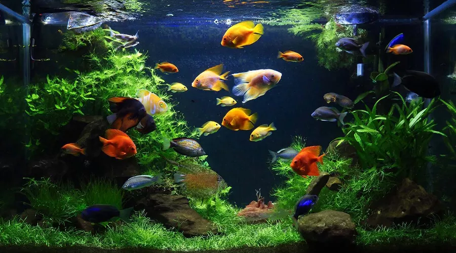 АКВАРИУМ &copy;&nbsp;Изображение сгенерировано нейросетью Gigachat