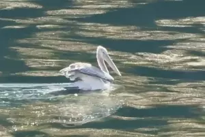  &copy;&nbsp;Фото пресс-службы курорта &laquo;Роза Хутор&raquo;