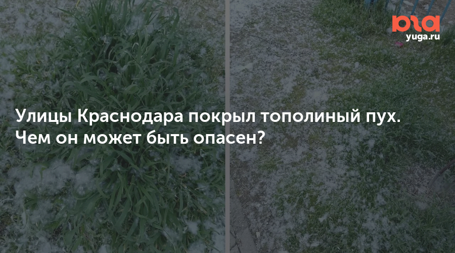 Улицы Краснодара покрыл тополиный пух. Чем он может быть опасен?