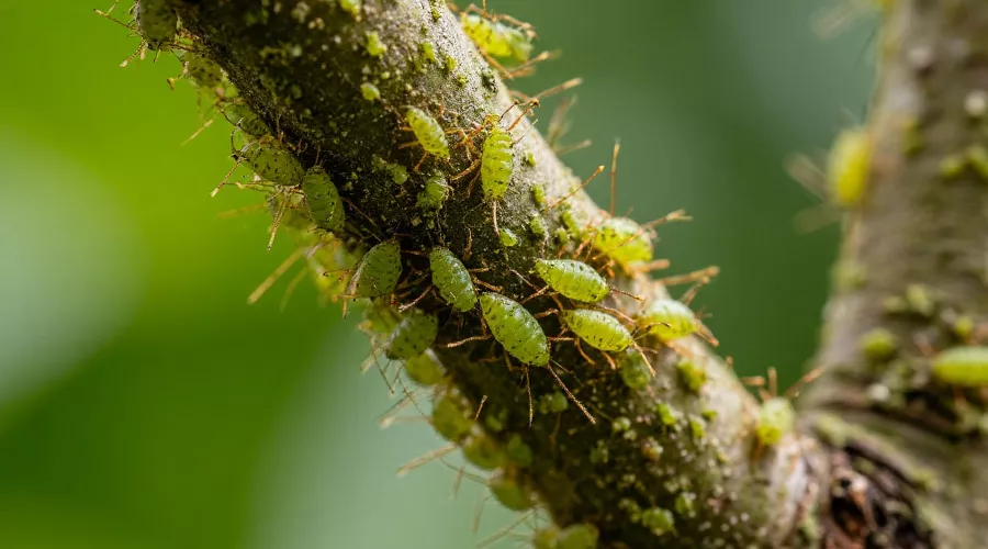 тля &copy;&nbsp;Изображение сгенерировано нейросетью Gigachat