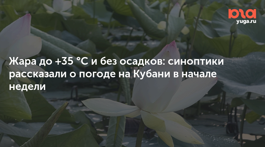 Жара до +35 °C и без осадков: синоптики рассказали о погоде на Кубани в начале недели