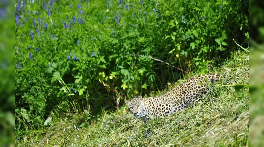  &copy;&nbsp;Фото с сайта Кавказского заповедника, kgpbz.ru