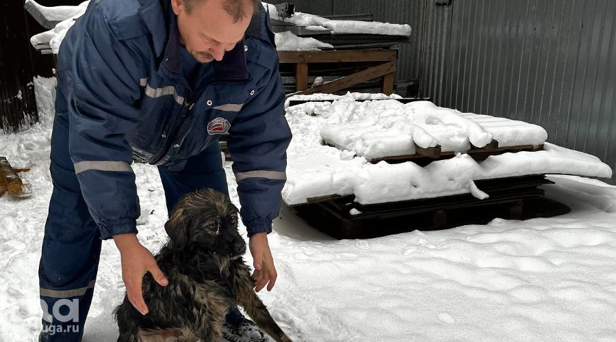 Спасение собаки на затоне Старица  © Александра Булавкина Юга.ру