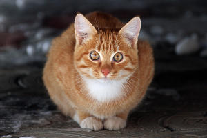 Кошка &copy;&nbsp;Фото Елены Синеок, Юга.ру