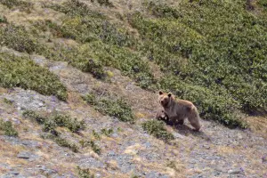  &copy;&nbsp;Фото Юрия Спасовского, пресс-служба Кавказского биосферного заповедника
