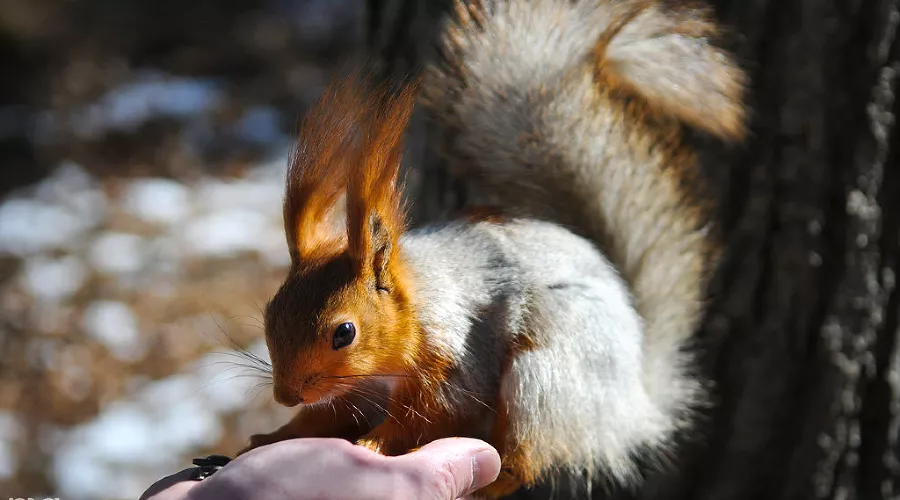Белка &copy;&nbsp;Фото Елены Синеок, Юга.ру