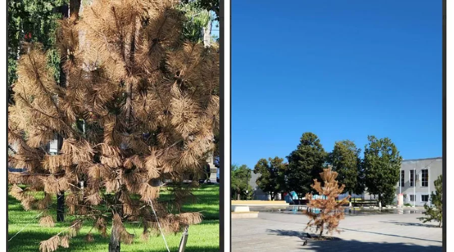  &copy;&nbsp;Скриншот из телеграм-канала &laquo;Телетайп&raquo; https://t.me/tipichkras/68058