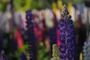 Люпины в Японском саду парка &laquo;Краснодар&raquo; &copy;&nbsp;Фото Марины Солошко, Юга.ру