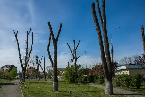 Сквер Зои Космодемьянской &copy;&nbsp;Фото Евгения Мельченко, Юга.ру