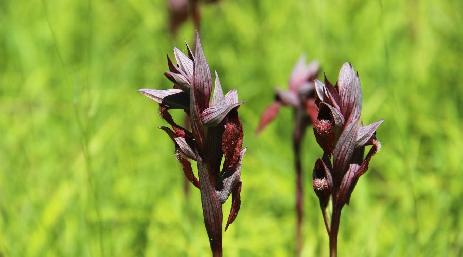  © Фото пресс-службы Сочинского национального парка