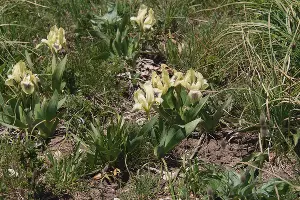  &copy;&nbsp;Фото Романа Мнацеканова / WWF России