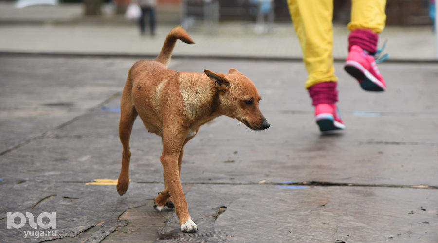  &copy;&nbsp;Елена Синеок, ЮГА.ру