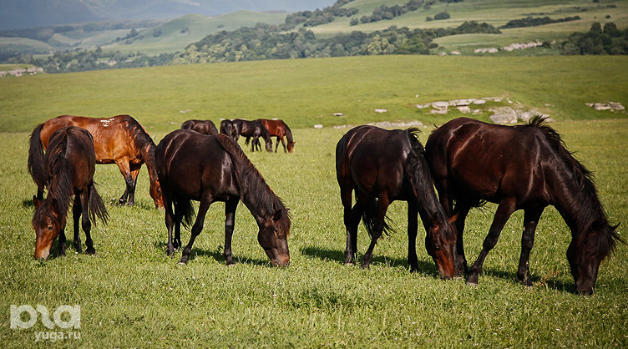  &copy;&nbsp;Фото Влада Александрова, Юга.ру