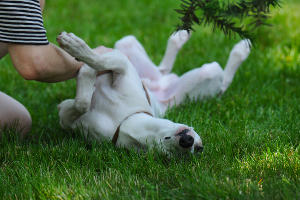  © Фото Елены Синеок, Юга.ру