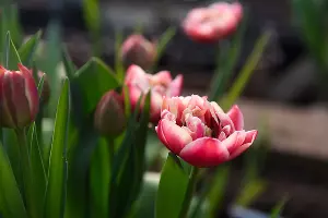 Тюльпаны &copy;&nbsp;Фото Елены Синеок, Юга.ру