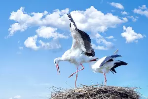  &copy;&nbsp;Фото пользователя blickpixel с сайта pixabay.com