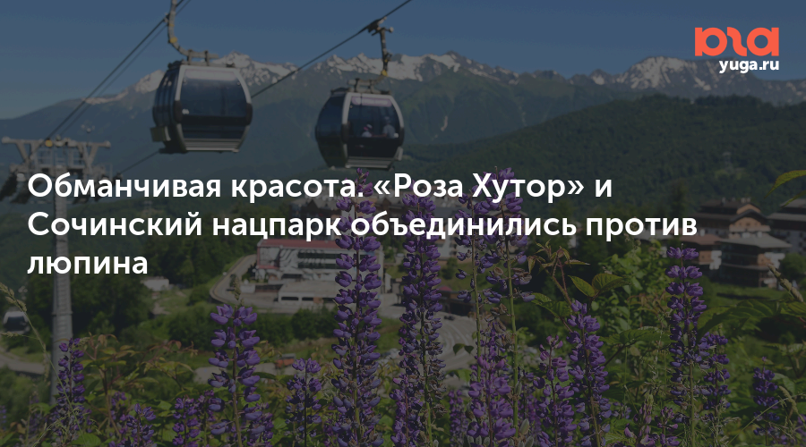 Обманчивая красота. «Роза Хутор» и Сочинский нацпарк объединились против люпина