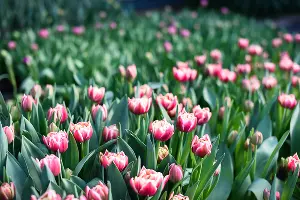 Тюльпаны &copy;&nbsp;Фото Елены Синеок, Юга.ру