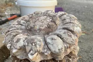  &copy;&nbsp;Фото из архива &laquo;Том Сойер феста&raquo;