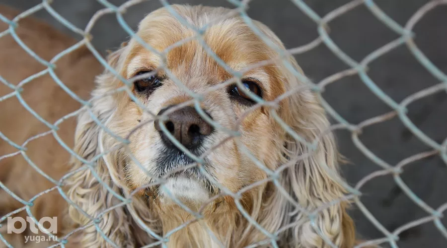  &copy;&nbsp;Фото Елены Синеок, Юга.ру