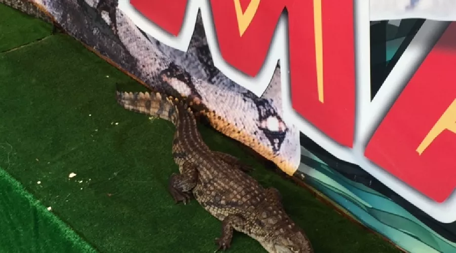 Нильский крокодил &copy;&nbsp;Фото пресс-службы регионального отделения ОНФ в Краснодарском крае