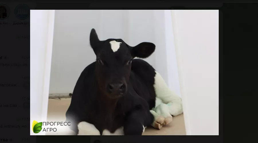  &copy;&nbsp;Скриншот фото из телеграм-канала &laquo;ПРОГРЕСС АГРО&raquo;